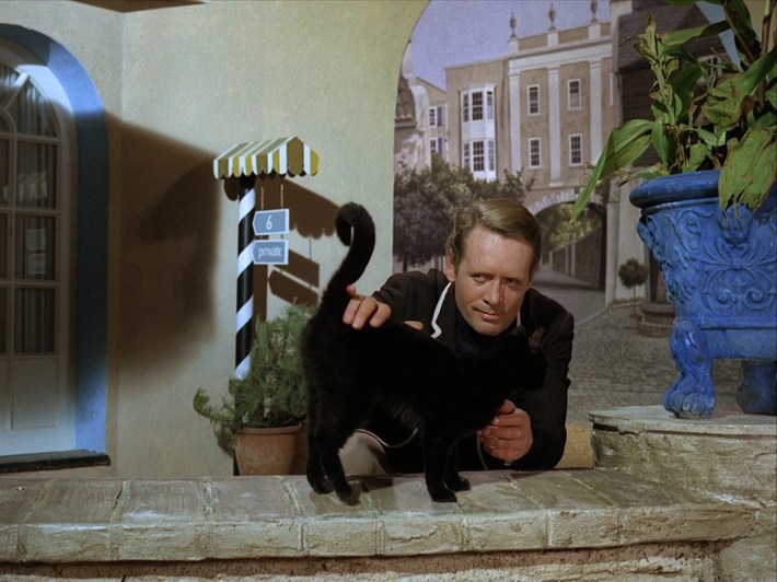 Six with cat
