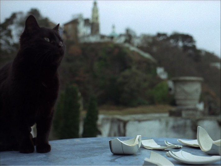 Cat and tea set