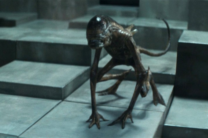 Teenage xenomorph lung burster