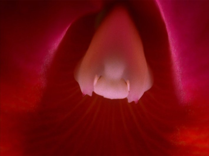 Closeup of orchid