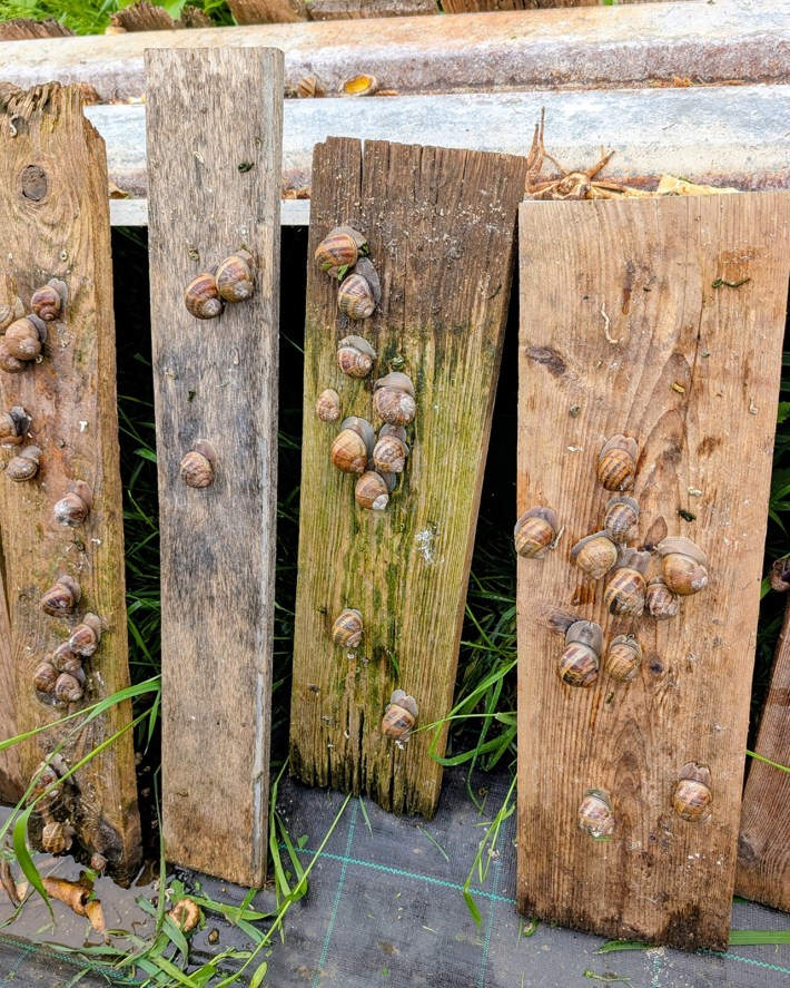 Snails on board