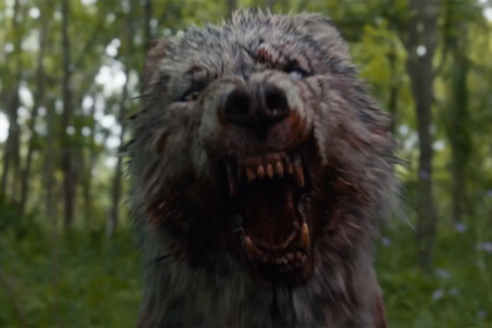 Wolf growling